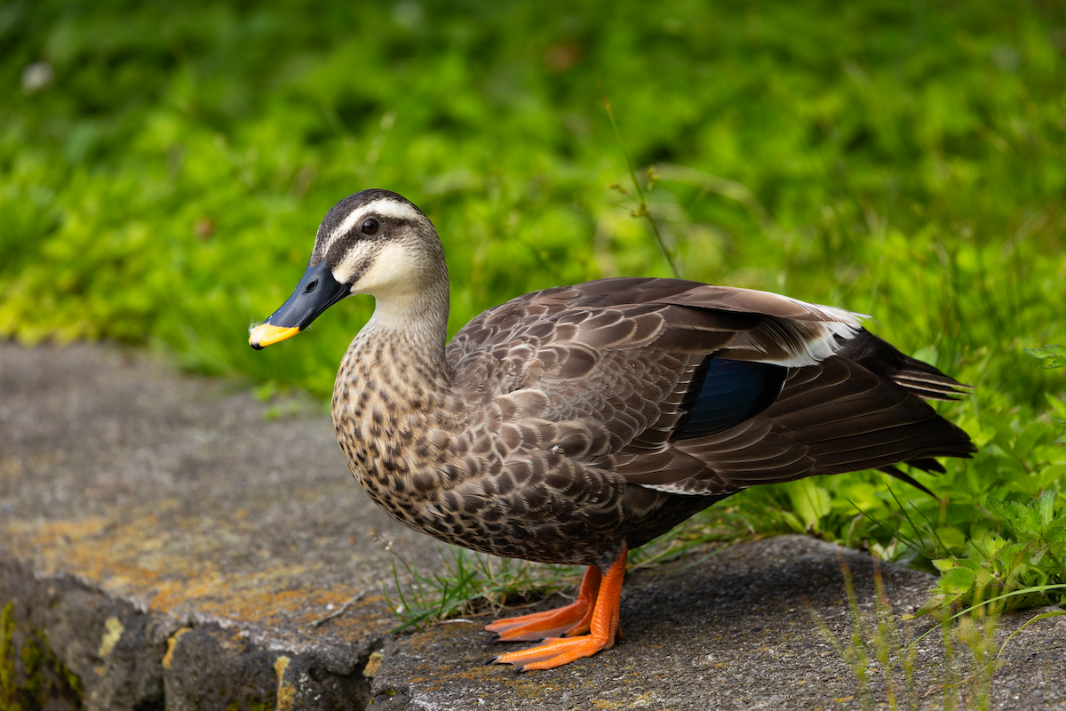 Eastern Spot-billed Duck - Han Tay