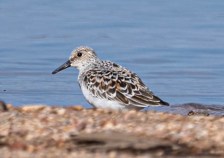 Sanderling - Courtney Rella