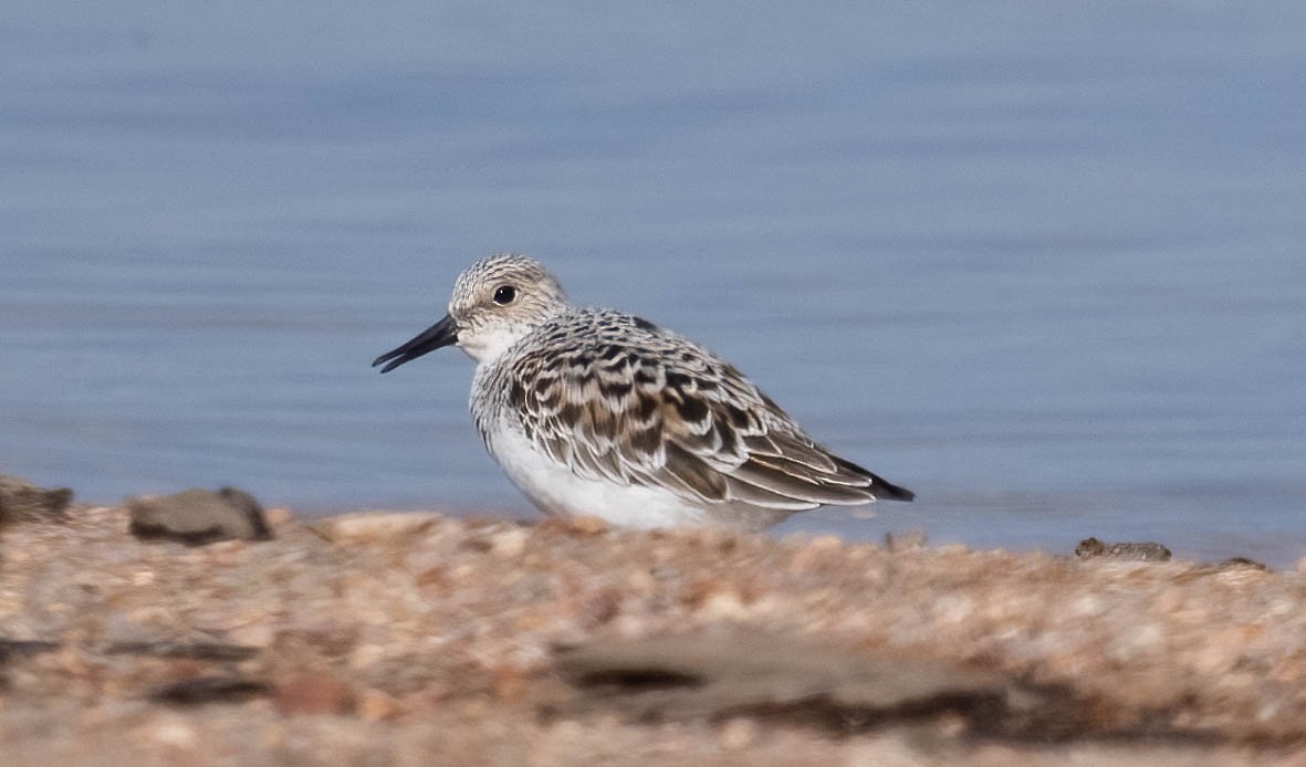 Sanderling - Courtney Rella