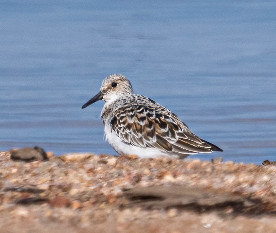 Sanderling - Courtney Rella