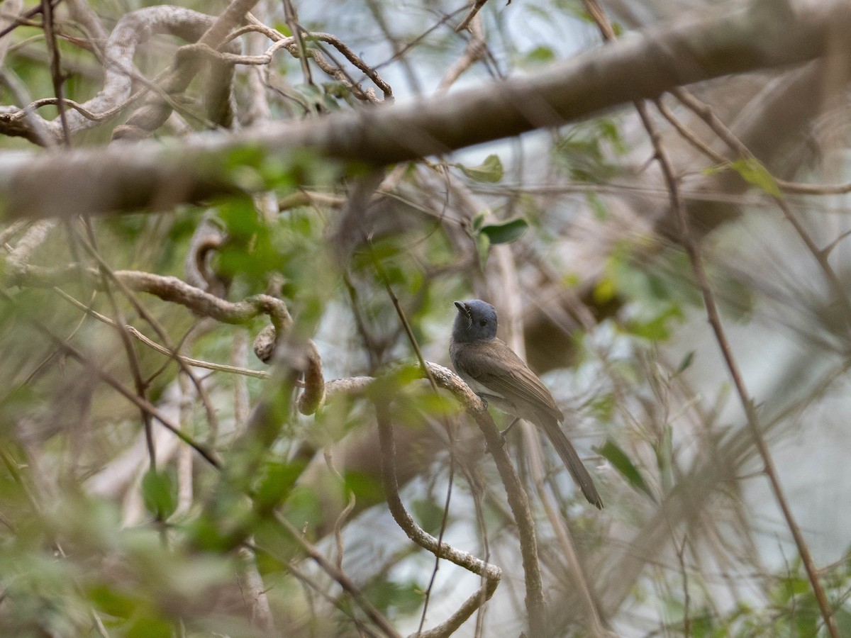 Black-naped Monarch - Rachael Kaiser