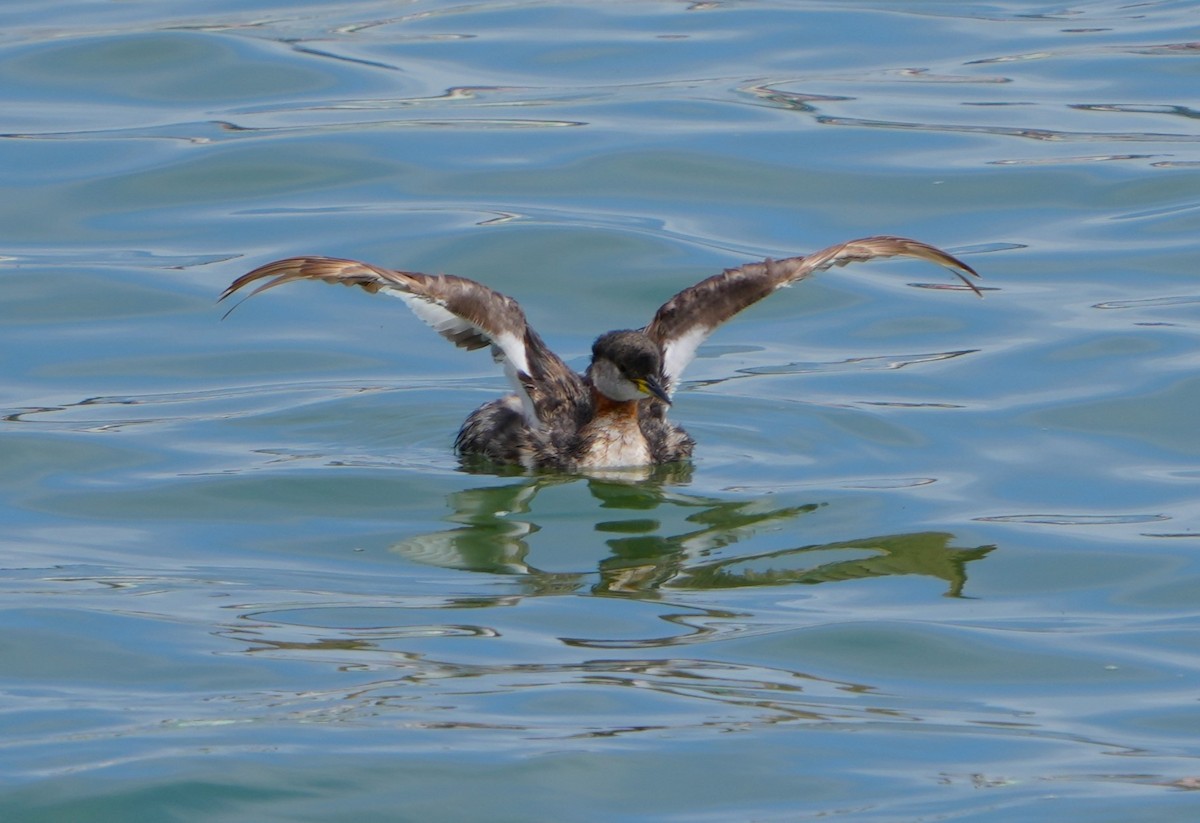 Red-necked Grebe - ML619158097