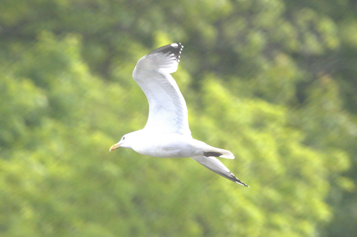 Herring Gull - David Bennett