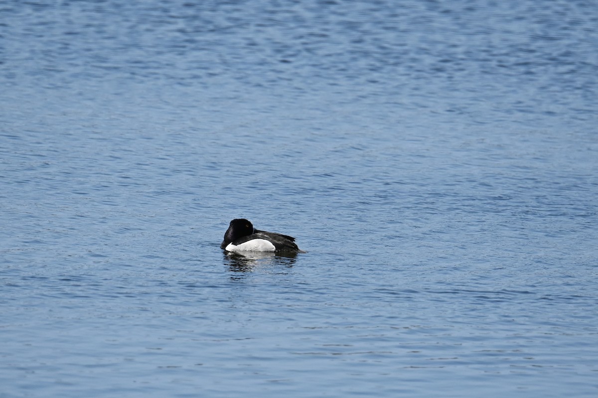 Ring-necked Duck - Marie O'Neill