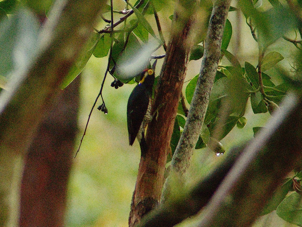 Yellow-tufted Woodpecker - carlos riaga