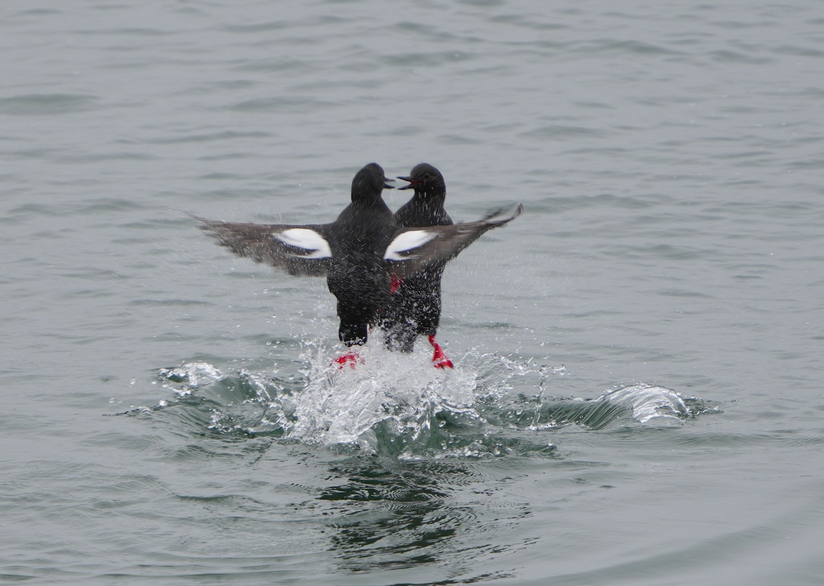 Pigeon Guillemot - Annette Teng