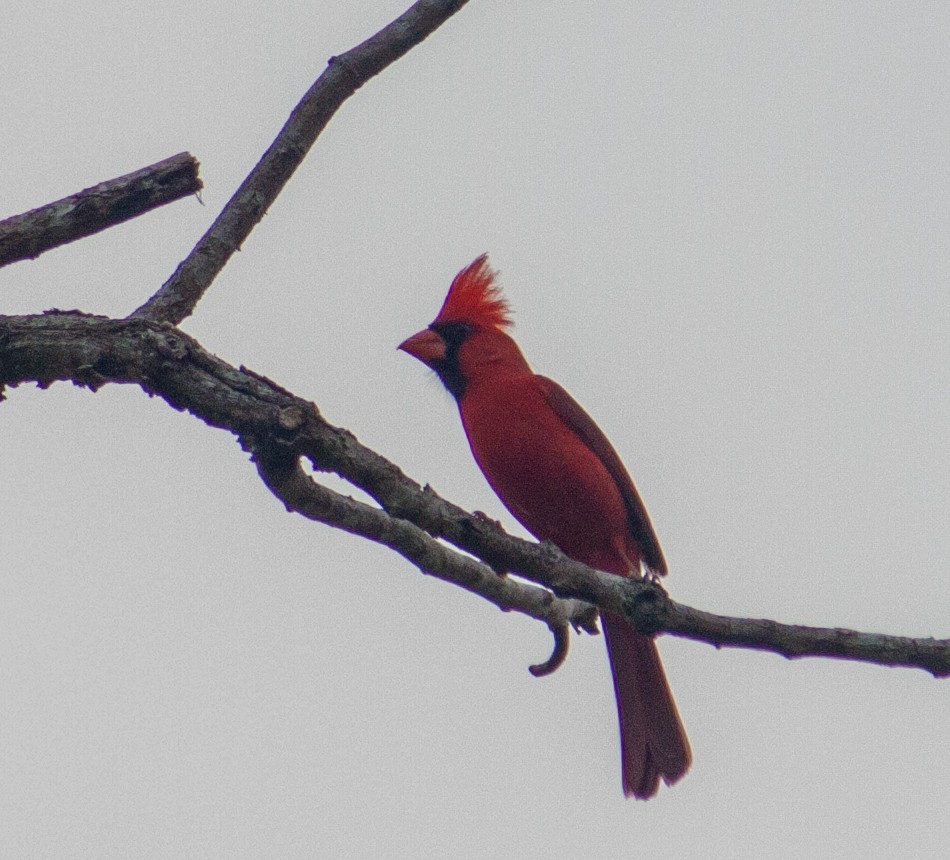 Northern Cardinal - Billy castillo