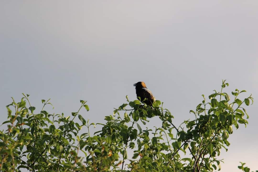 Bobolink - Jill Favata