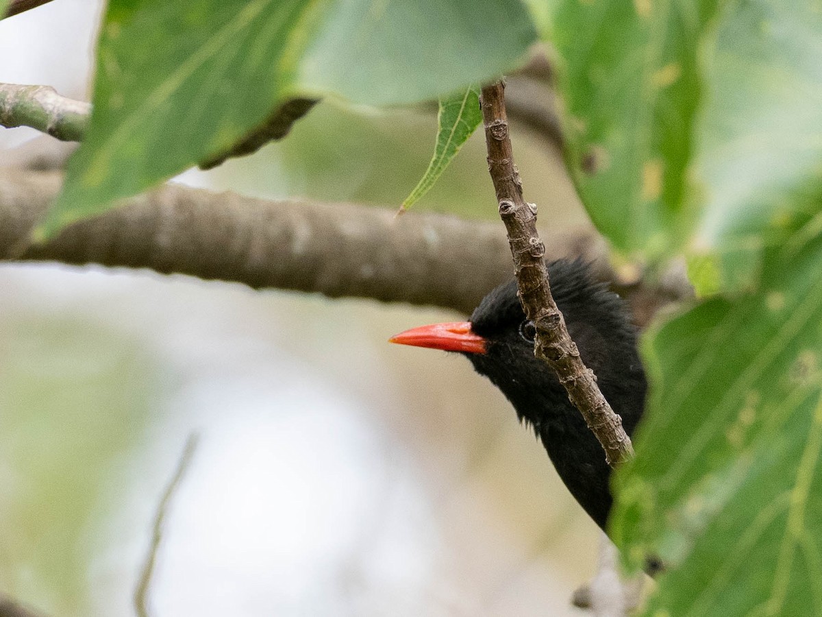 Black Bulbul (Gray-winged) - Rachael Kaiser