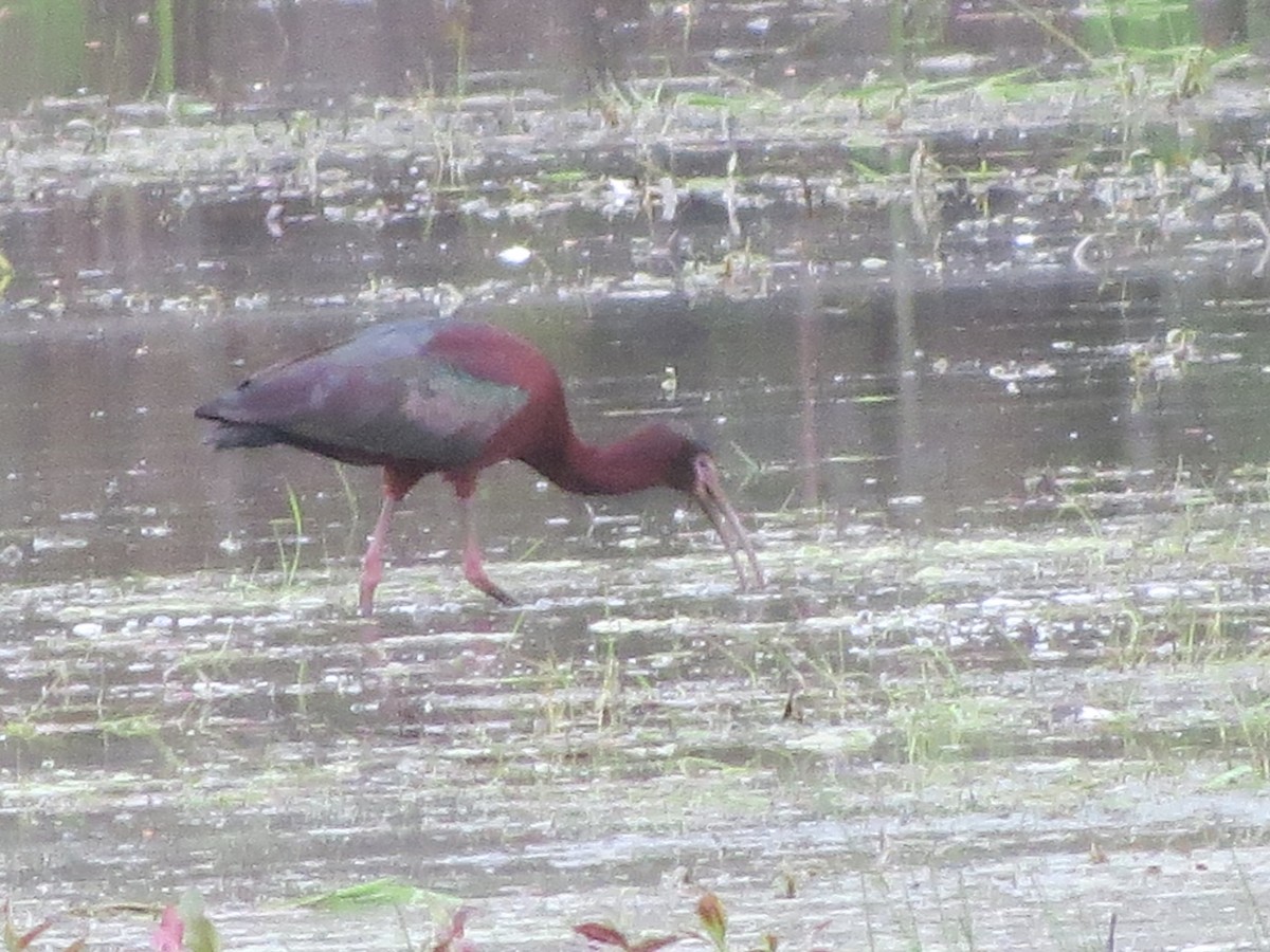 Glossy x White-faced Ibis (hybrid) - ML619158176