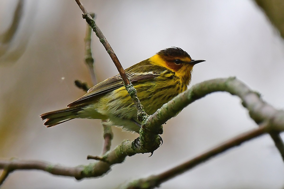 Cape May Warbler - ML619158178