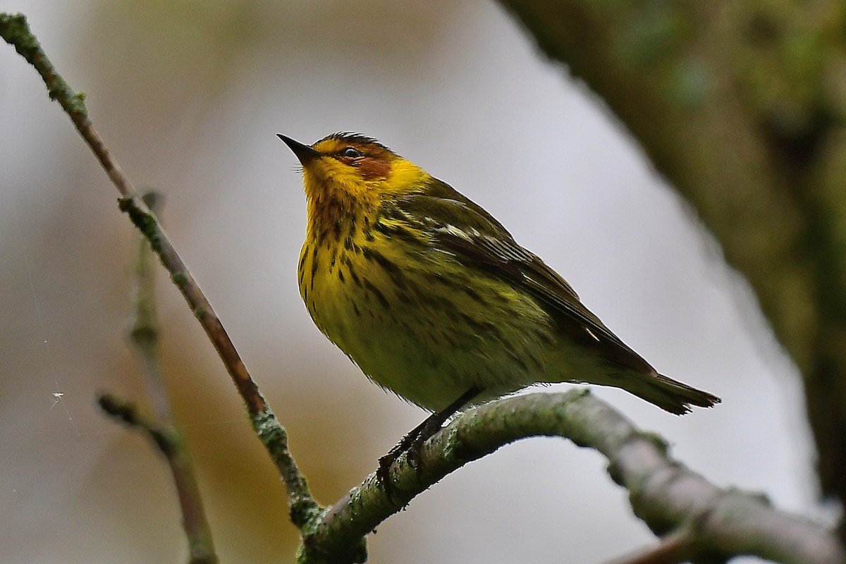 Cape May Warbler - ML619158179