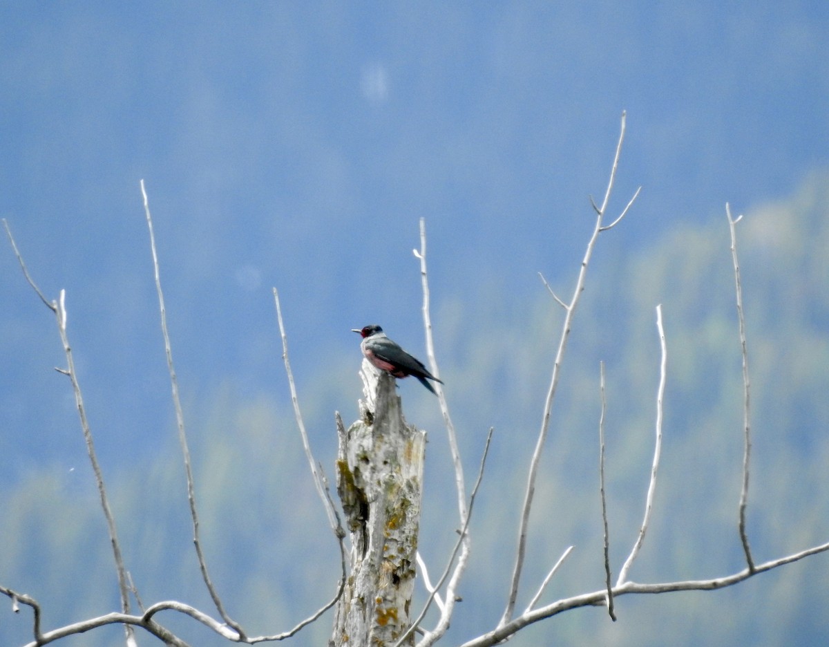 Lewis's Woodpecker - Sachi Snively