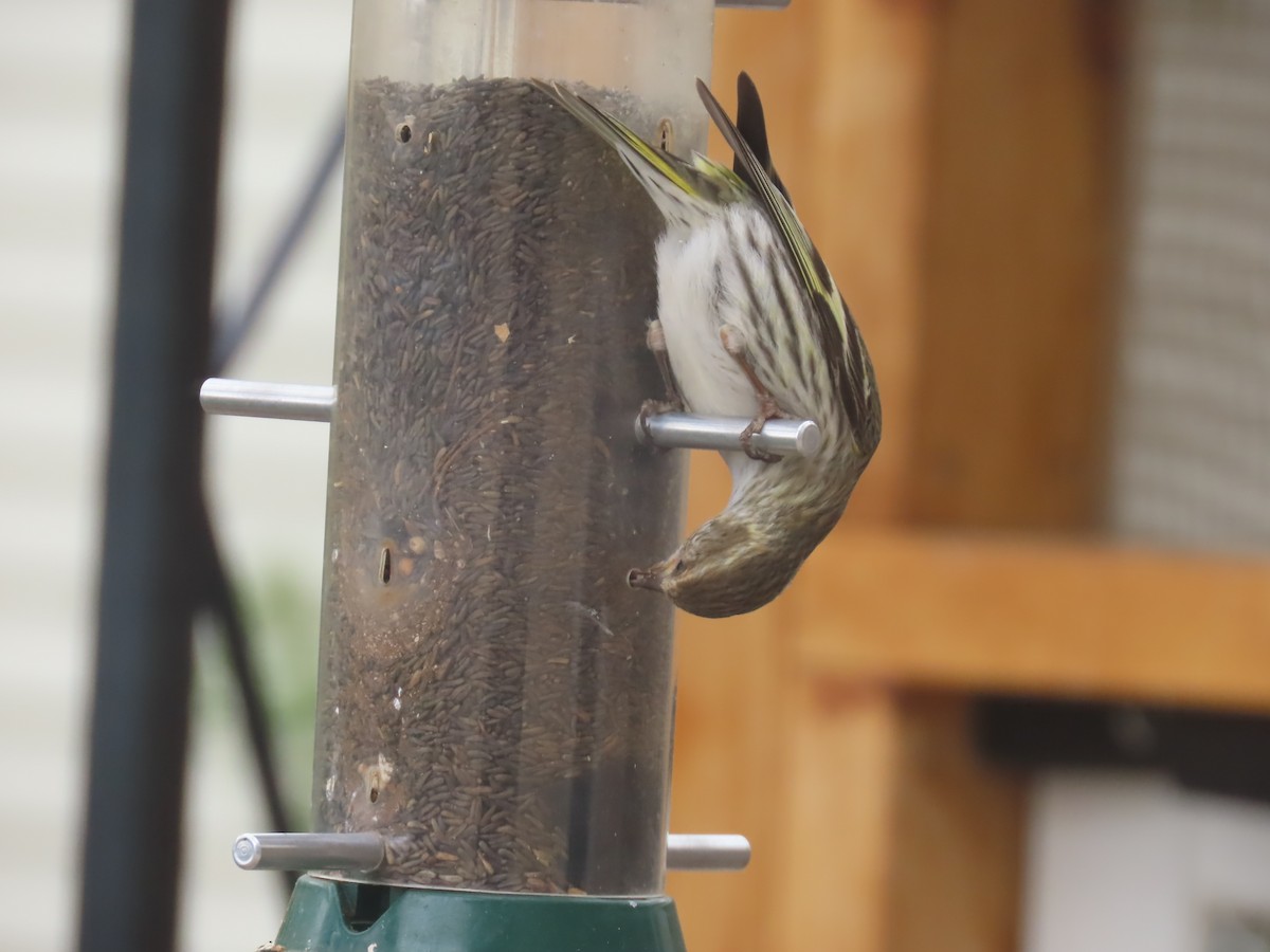 Pine Siskin - Mark Gorges