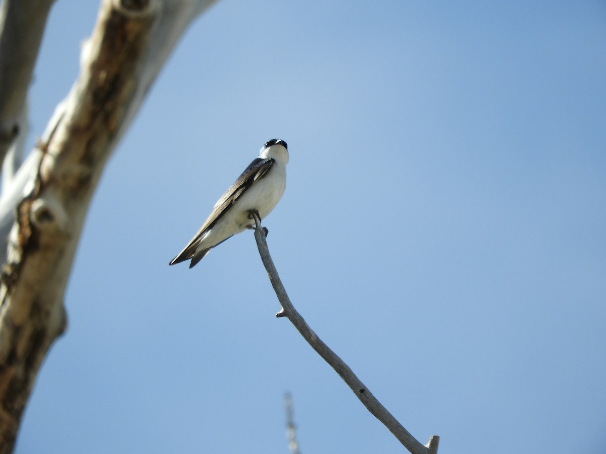 Tree Swallow - Howarth White