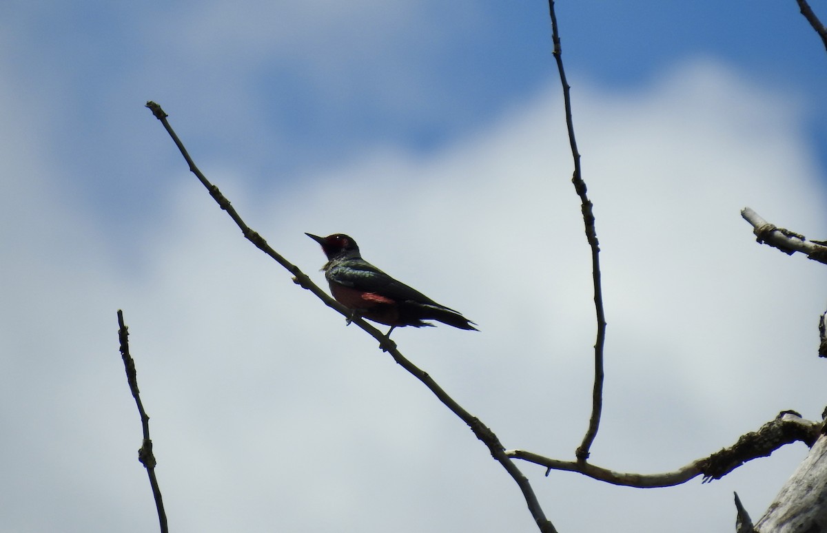 Lewis's Woodpecker - Sachi Snively