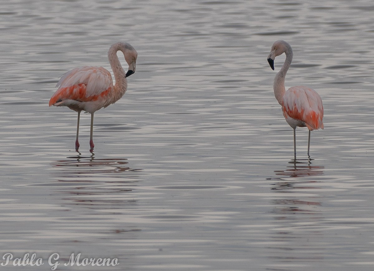 Chilean Flamingo - Pablo Moreno