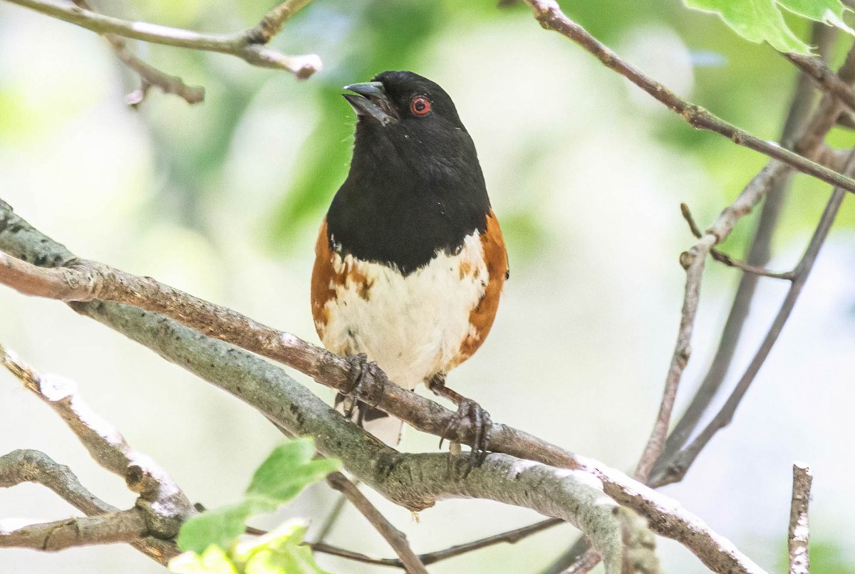 Spotted Towhee - John Scharpen