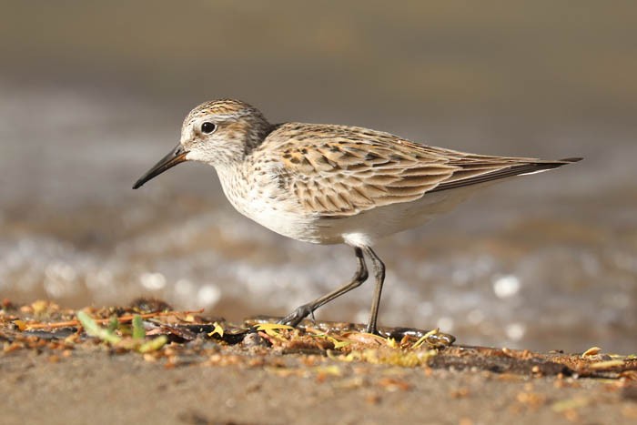 White-rumped Sandpiper - Tony Godfrey