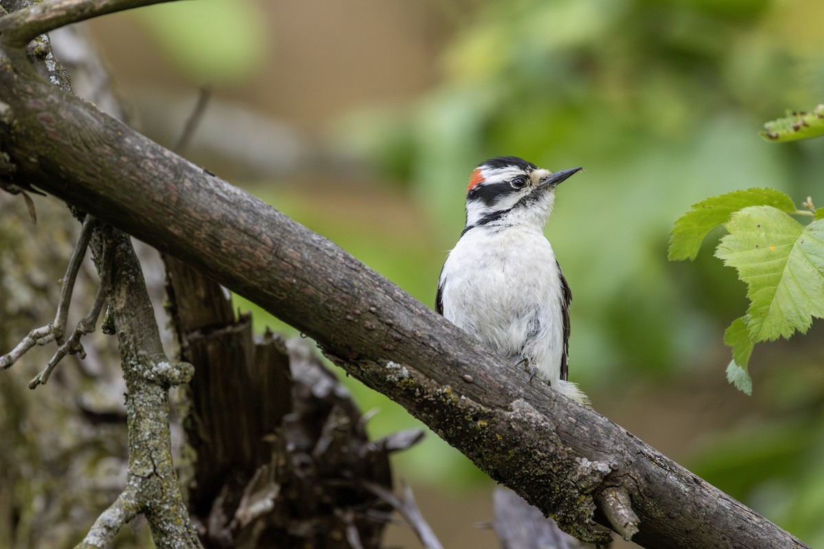 Downy Woodpecker - ML619158230