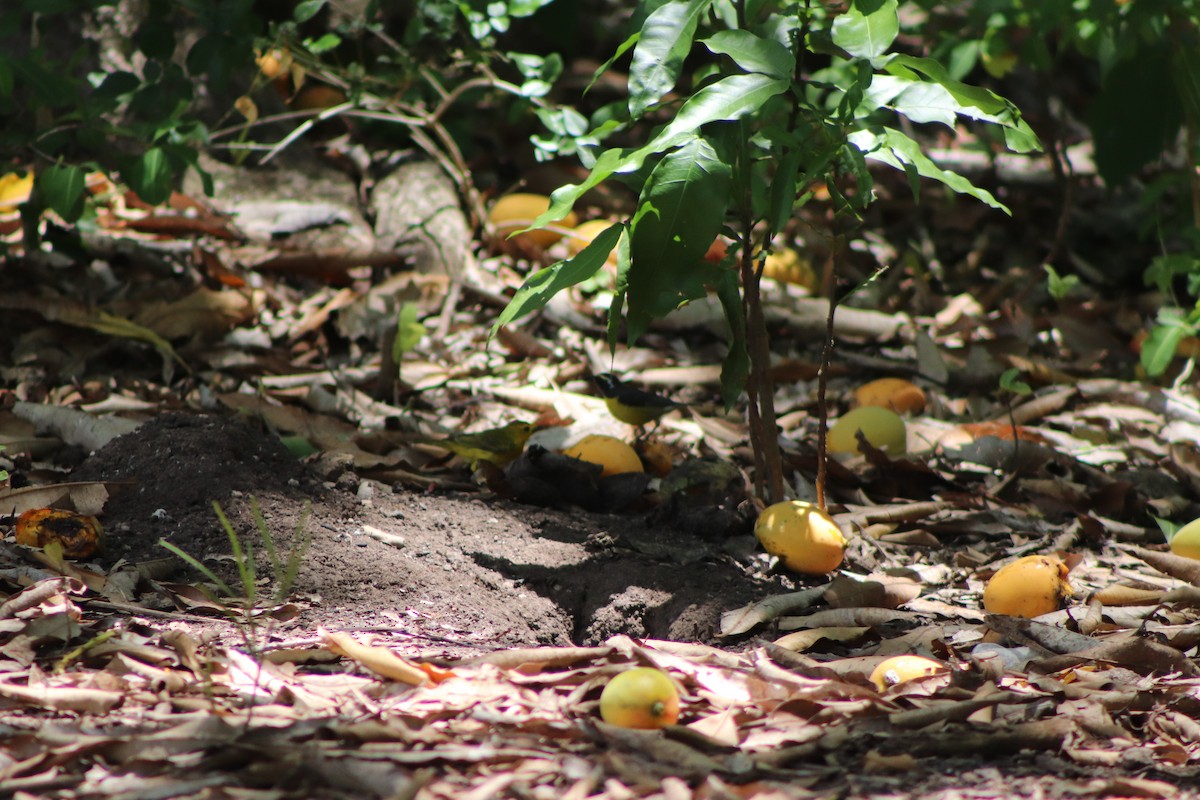 Bananaquit - Trinity Archibald