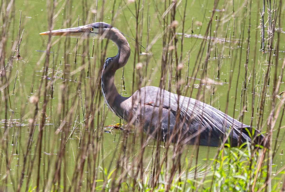 Garza Azulada - ML619158244