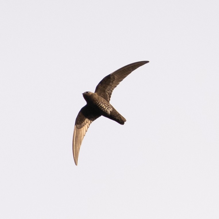 Black Swift - ML619158245