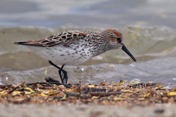 Western Sandpiper - Tony Godfrey