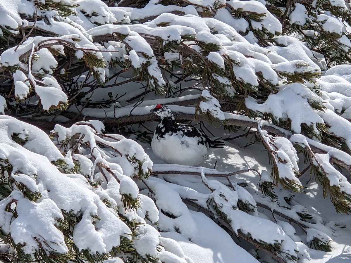 Rock Ptarmigan - Olga Kuchuk