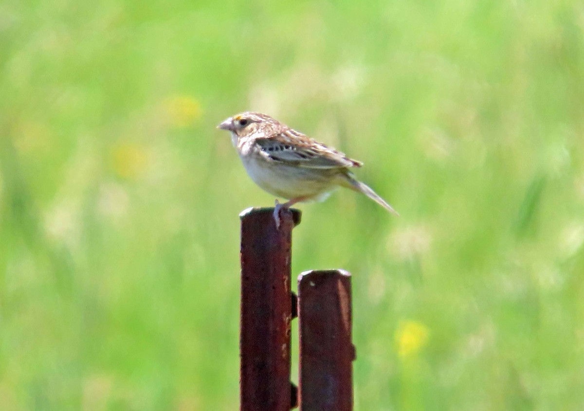 Grasshopper Sparrow - Sharon Hull