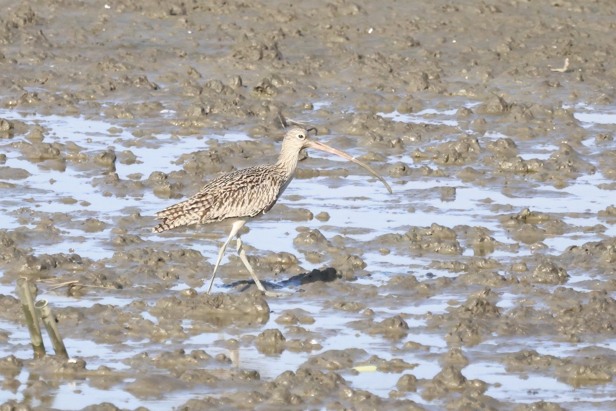 Far Eastern Curlew - ML619158265