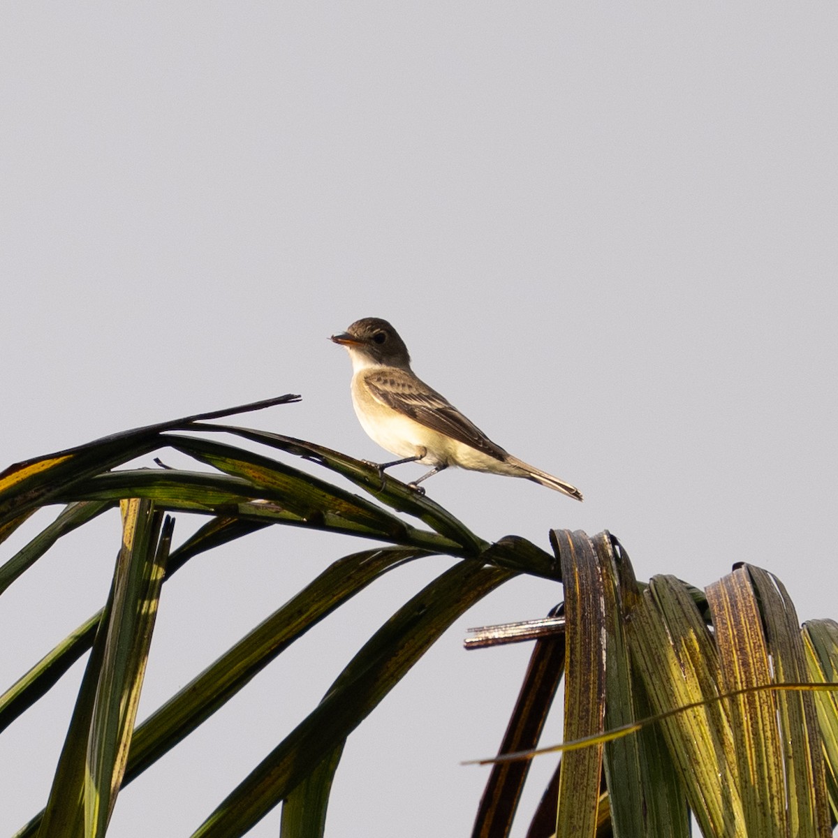 Alder Flycatcher - ML619158275