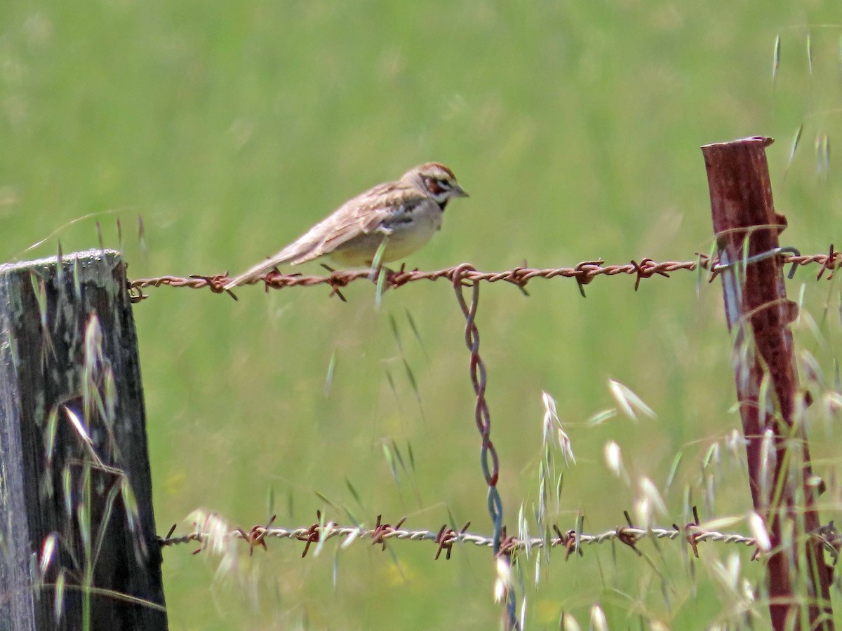 Lark Sparrow - Sharon Hull