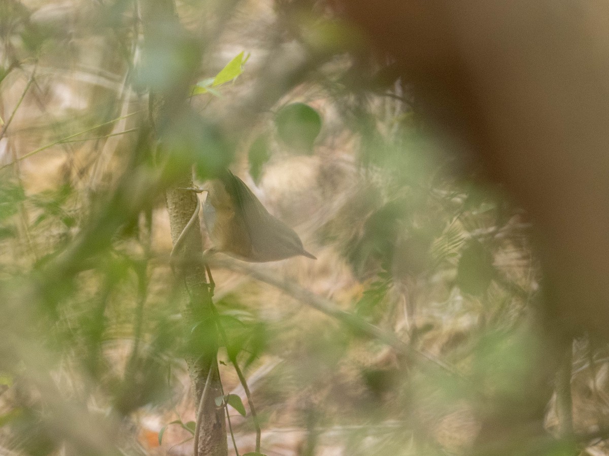 Dusky Warbler - Rachael Kaiser