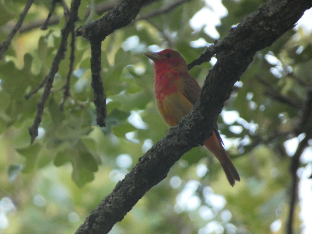 Summer Tanager - Riley Lawson