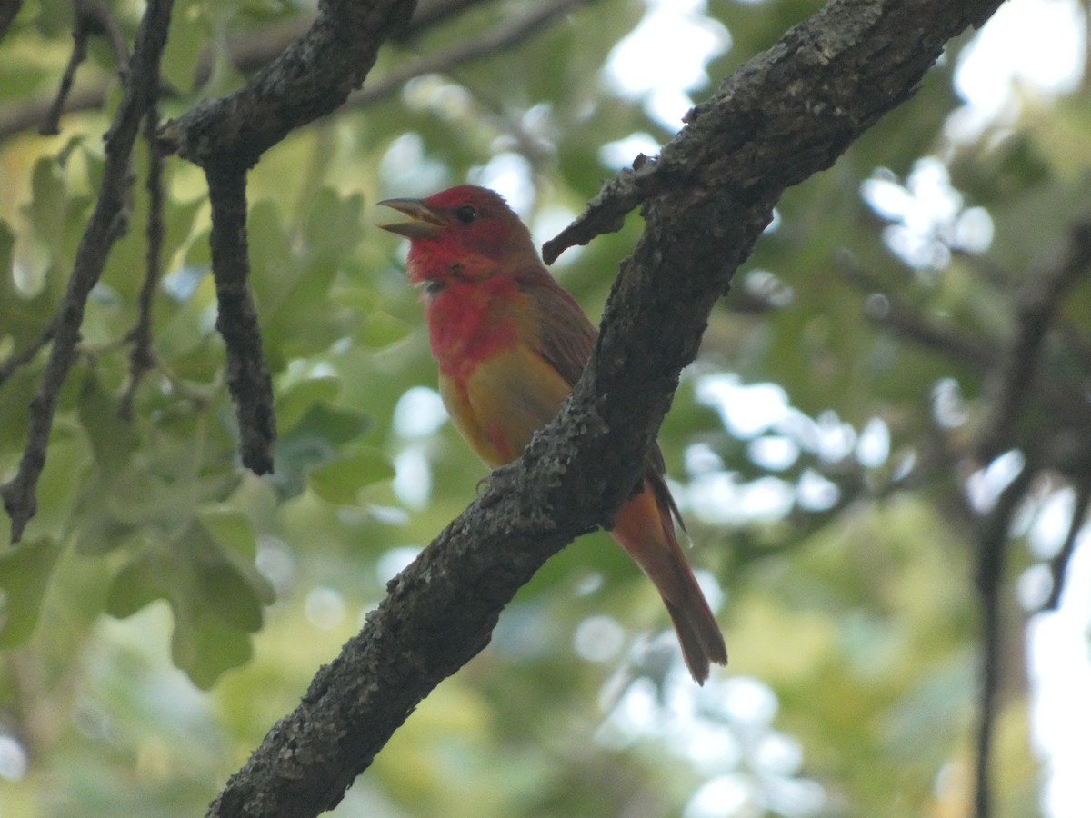 Summer Tanager - Riley Lawson