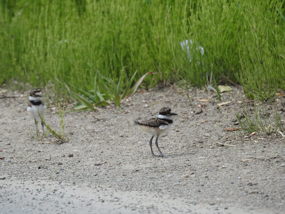 Killdeer - Sachi Snively