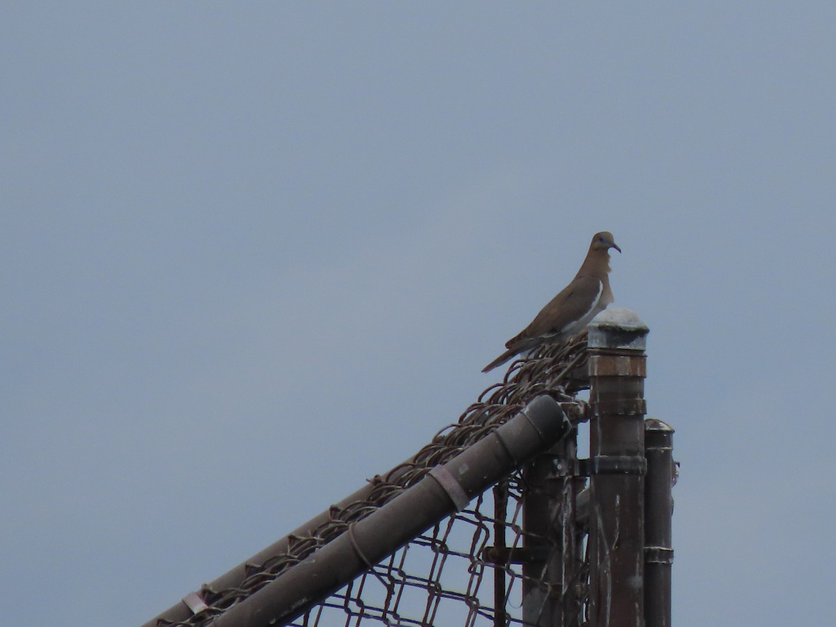 White-winged Dove - Edana Salisbury