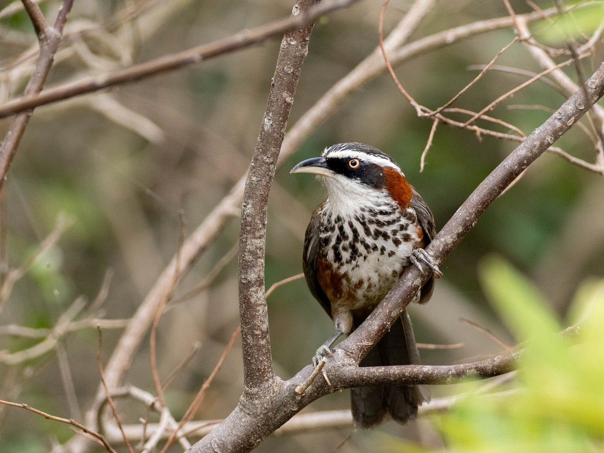 Taiwan Scimitar-Babbler - ML619158304