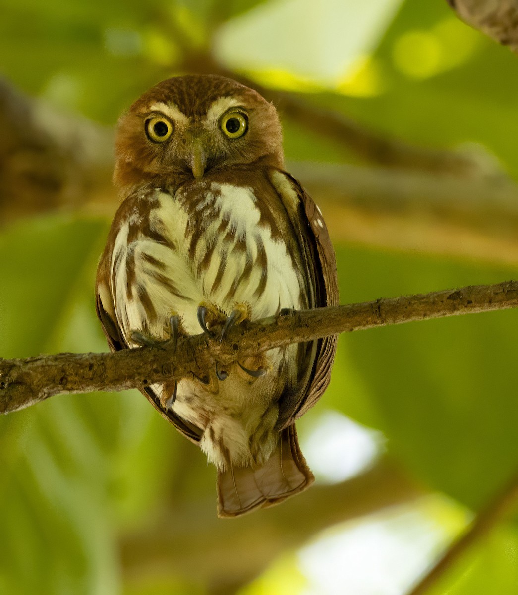 Ferruginous Pygmy-Owl - Bonnie Graham