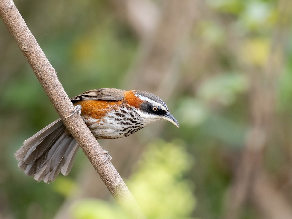 Taiwan Scimitar-Babbler - ML619158310