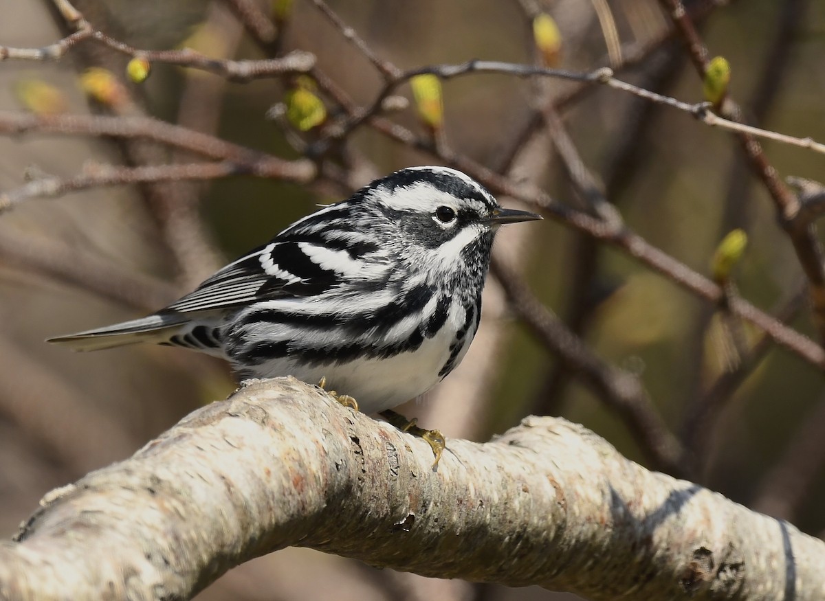 Black-and-white Warbler - Denise  McIsaac