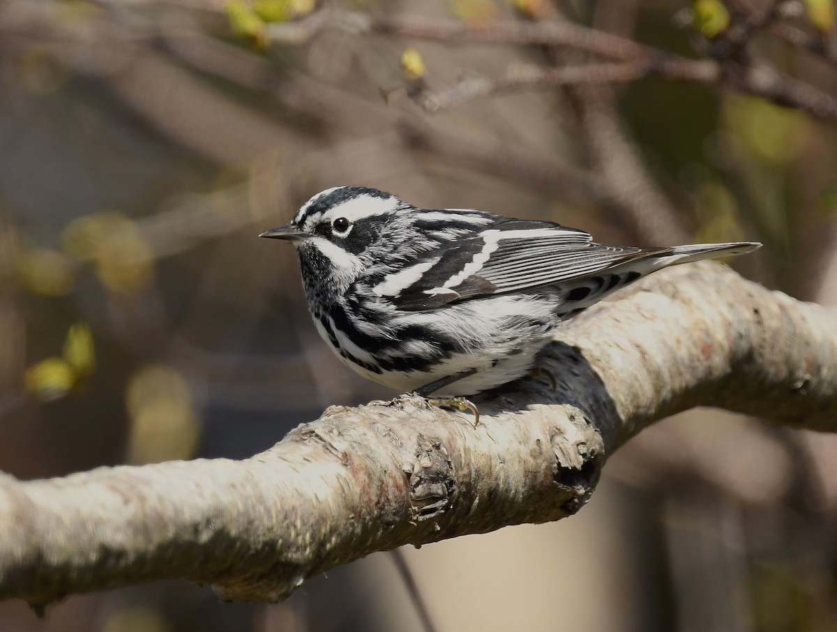 Black-and-white Warbler - Denise  McIsaac