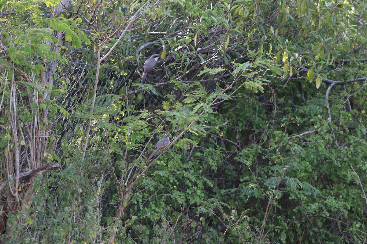 Mangrove Cuckoo - Trinity Archibald