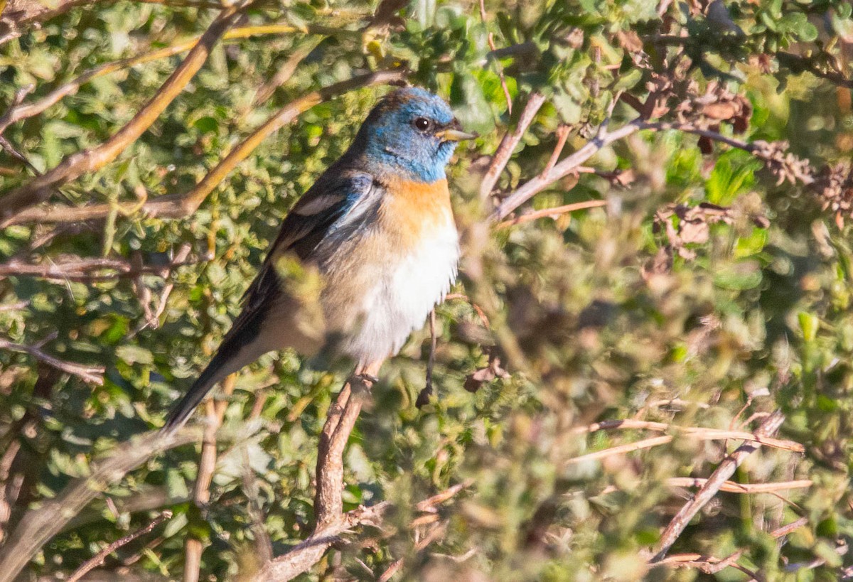 Lazuli Bunting - John Scharpen