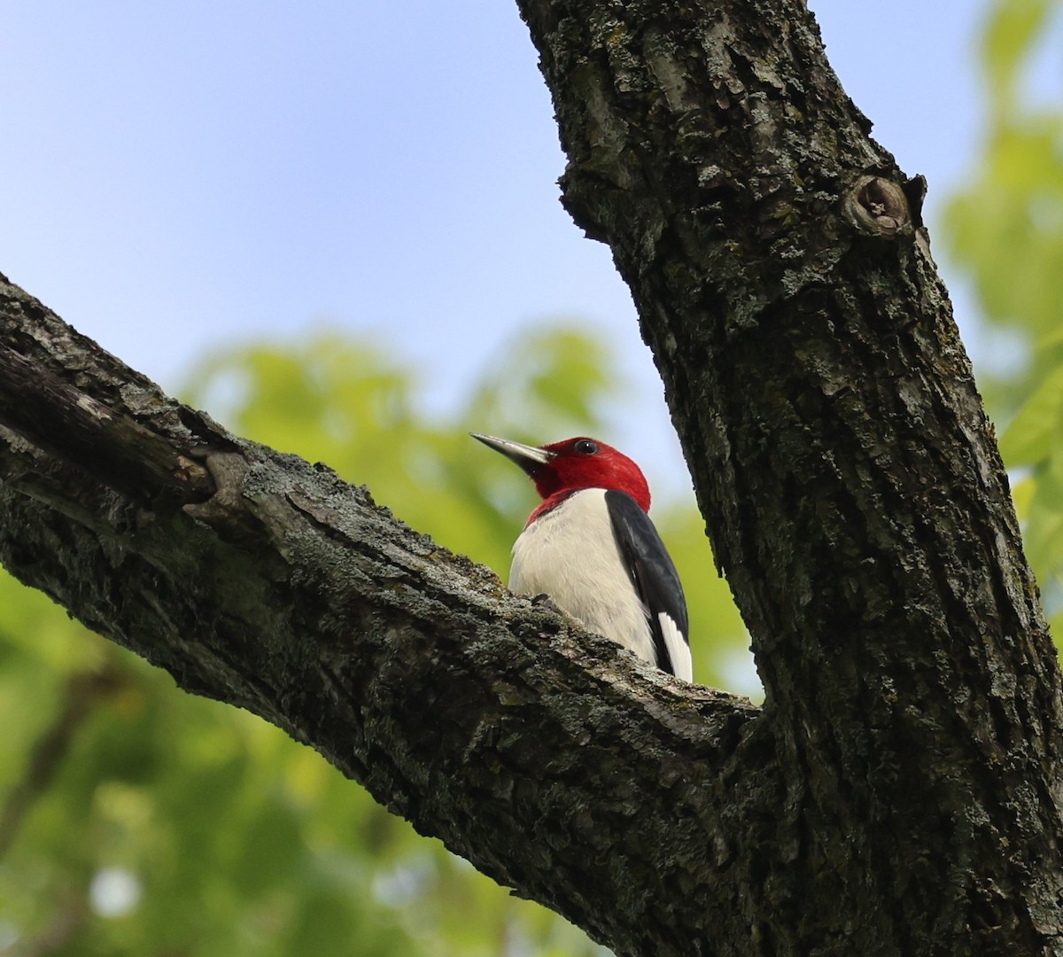Red-headed Woodpecker - Vicky Sroczynski