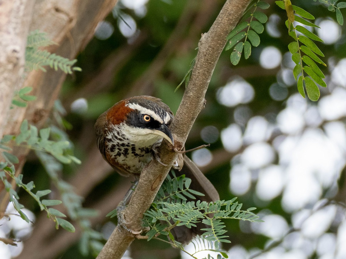 Taiwan Scimitar-Babbler - ML619158336