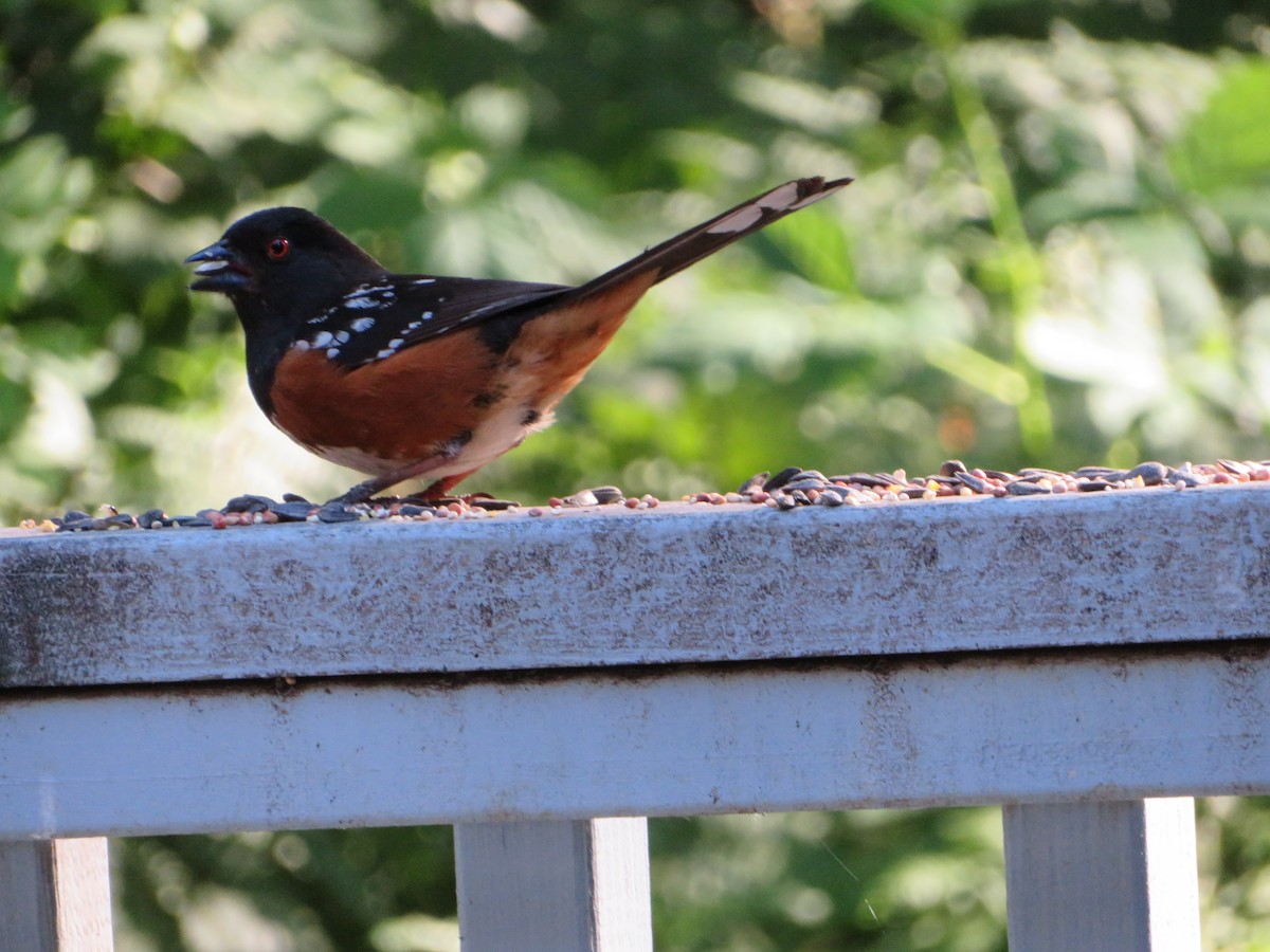 Spotted Towhee - Jeremie Caldwell