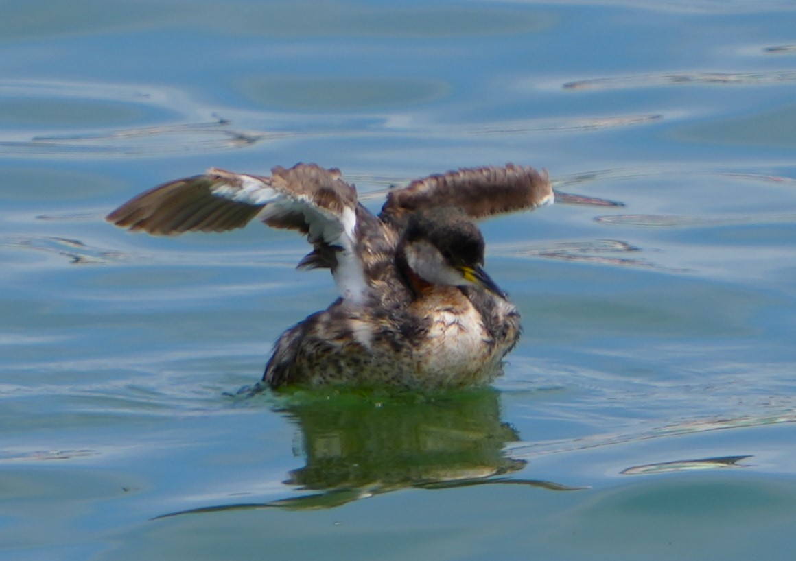 Red-necked Grebe - ML619158347