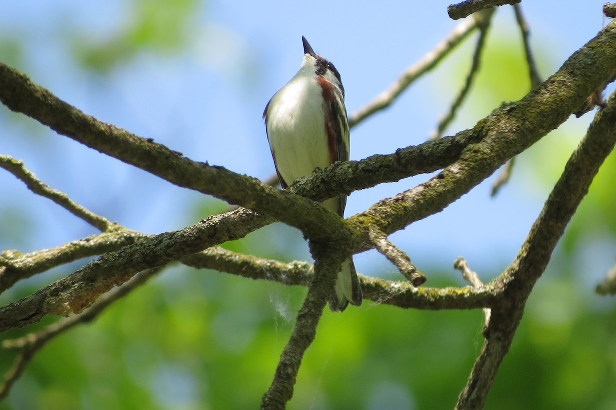 Chestnut-sided Warbler - suzanne pudelek